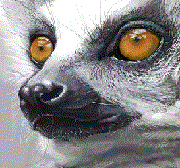 Аватара для Lemur